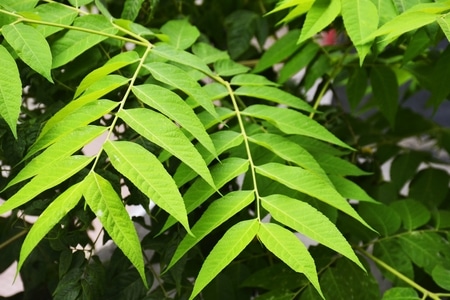 绿叶-翠绿-植物-树叶-绿叶 图片素材