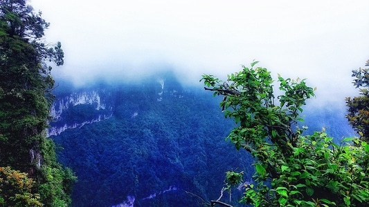 仙气-雾气-风景-自然-树 图片素材