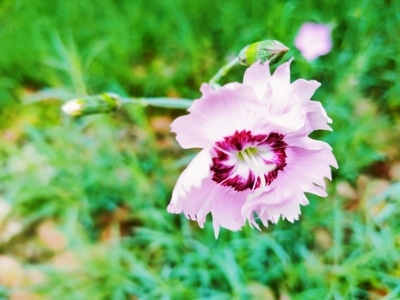 花草-生机勃勃-花-花朵-花卉 图片素材