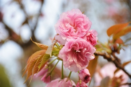 清新-阳光明媚-花-花朵-鲜花 图片素材