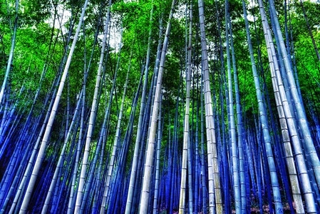 绿竹-风景-竹林-竹子-植物 图片素材