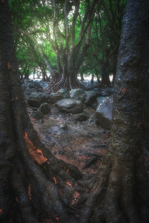 深圳-旅行-海-森林-树木 图片素材