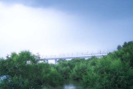 梦幻-树木-红树林-深圳-风景 图片素材