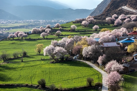 我的2019-树-粉花-樱花-樱花树 图片素材