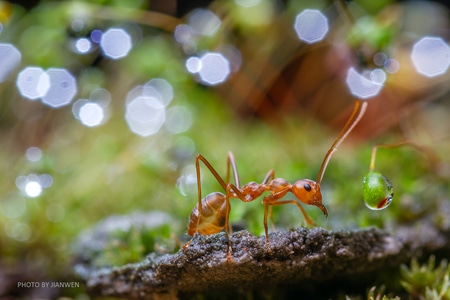 奇妙的昆虫-微距昆虫-蚂蚁-昆虫-嫩芽 图片素材