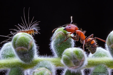 奇妙的昆虫-微距昆虫-昆虫-蚂蚁-红蚂蚁 图片素材