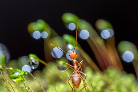 奇妙的昆虫-微距昆虫-昆虫-动物-光斑 图片素材