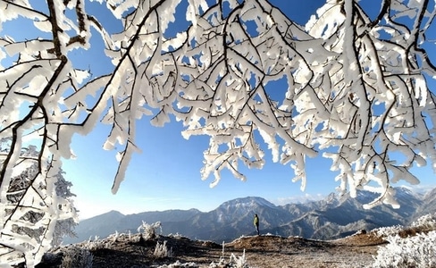 雪梅-川西美-雪景-雪-树枝 图片素材