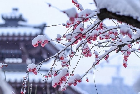 雪梅-川西美-雪梅-花-花朵 图片素材