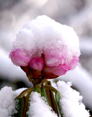 雪梅-川西美-雪梅-花-花朵 图片素材
