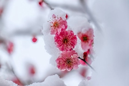雪梅-川西美-雪梅-花-花朵 图片素材