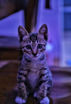 纪实-动物-猫-猫-猫咪 图片素材