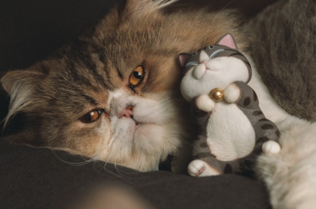 喵星人-人类的朋友-宠物-猫-猫咪 图片素材