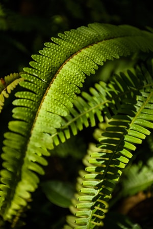 植物-夏天-逆光-户外-植物 图片素材