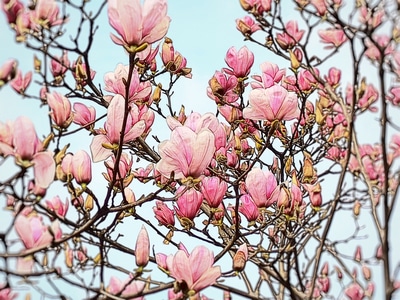 玉兰花-自然-花-手机拍摄-树 图片素材