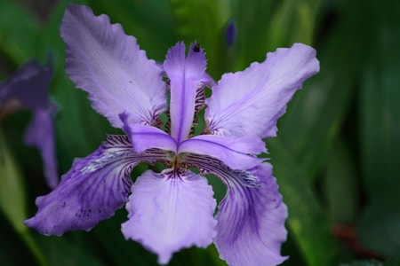 花-花瓣-自然-植物-春天 图片素材