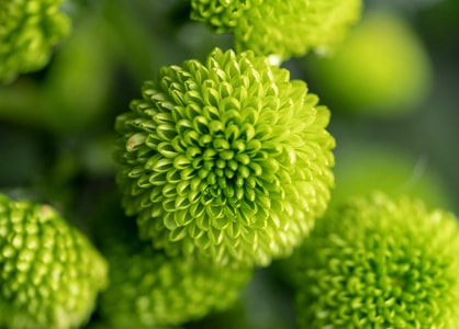 雏菊-植物-绿色-自然-花 图片素材