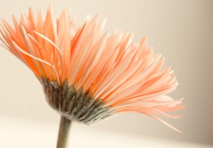 雏菊-花-春天-植物-花瓣 图片素材