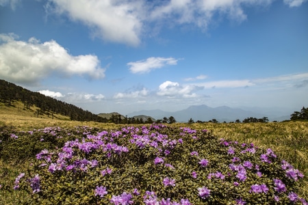 风景-我要上封面-小而美-野花-花 图片素材