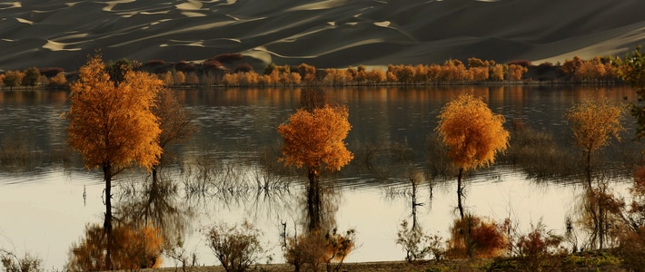 风光-沙漠-胡杨-塔里木河-风景 图片素材