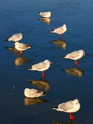 水域-自然景观-冬日暖阳-飞禽-红嘴鸥 图片素材