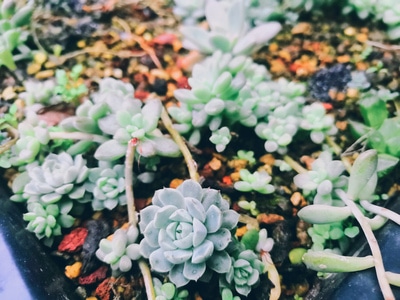 你好2020-植物-多肉植物-多肉-虚化 图片素材