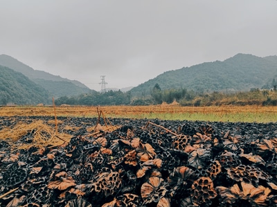 我的2019-旅行-莲蓬-荷塘-山 图片素材