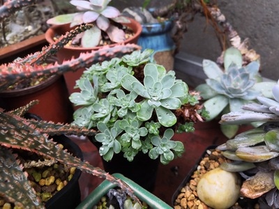 你好2020-多肉植物-植物-多肉-多肉植物 图片素材