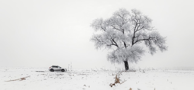 旅行-风景-北方-松-雪 图片素材
