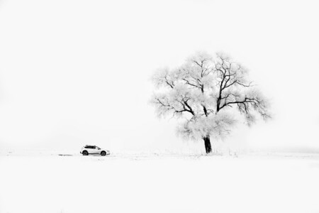 阳光-我要上封面-雪景-冬天-黑白 图片素材