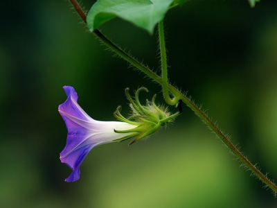 生态-植物-花卉-色彩-光影 图片素材