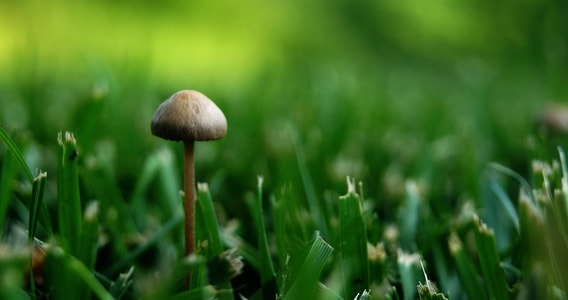 草地-蘑菇-微距-草地-蘑菇 图片素材