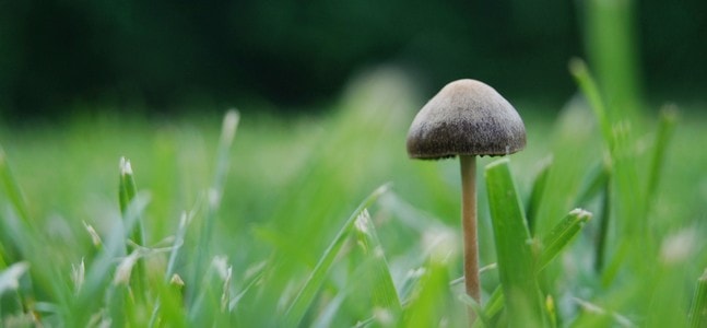 草地-蘑菇-微距-草地-蘑菇 图片素材