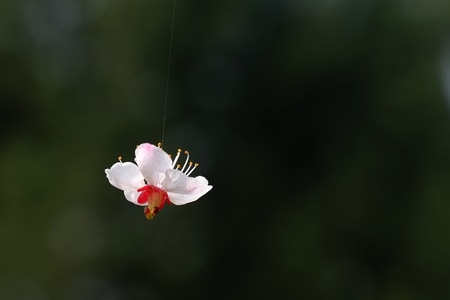 蜘蛛丝-花朵-悬空-摇坠-空间 图片素材
