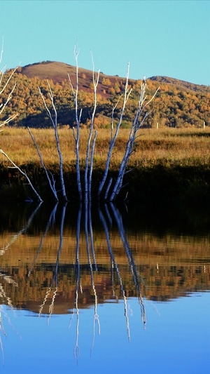 风光-湖泊-白桦-山丘-树林 图片素材
