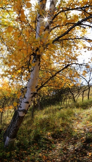 风光-白桦-秋天-落叶-阳光 图片素材
