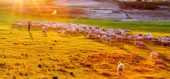 内蒙古-乌兰布统-旅游-羊群-石头墙 图片素材