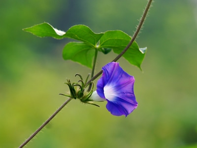 生态-植物-花卉-色彩-光影 图片素材