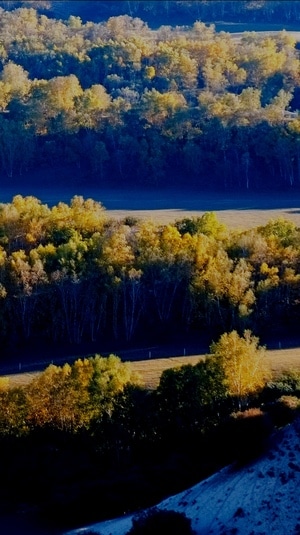 风光-秋季-白桦-色彩-光影 图片素材