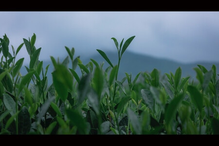 旅行-杭州-西湖-植物-绿叶 图片素材