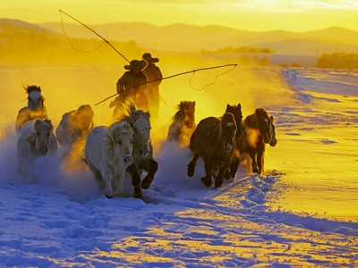 风景-风光-旅游-马-马群 图片素材