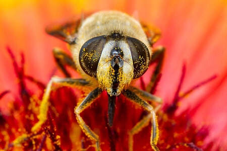 昆虫-微距-生态-微观世界-蜜蜂 图片素材