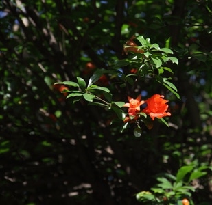 随拍-色彩-石榴花-花-花朵 图片素材
