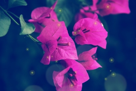 随拍-色彩-花-花卉-植物 图片素材