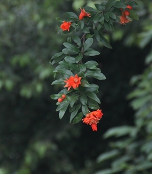 随拍-鲜花-花-石榴花-花朵 图片素材