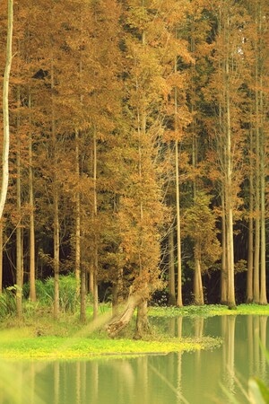 色彩-随拍-草地-树-树木 图片素材