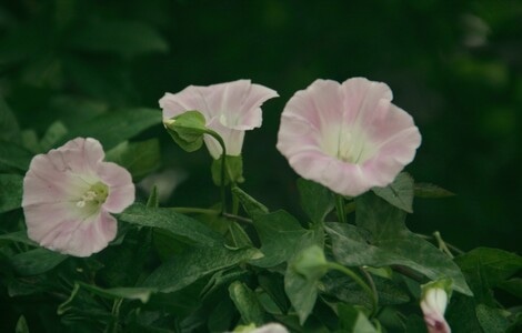 随拍-色彩-花-鲜花-花卉 图片素材