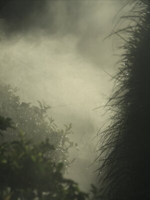 气候-环境-风景-烟雾-绿叶 图片素材