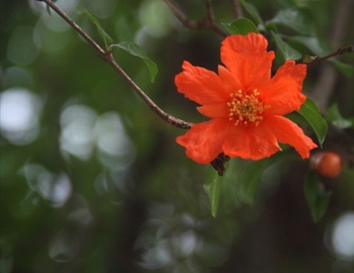 随拍-鲜花-花-石榴花-花朵 图片素材