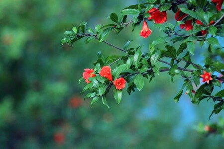 随拍-鲜花-石榴花-花-花卉 图片素材
